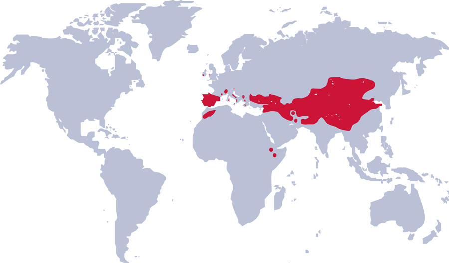 Distribution Map