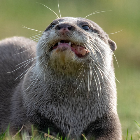 Asian small-clawed otter