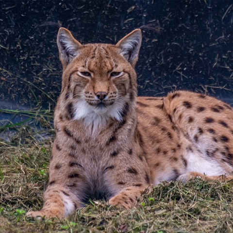 Carpathian Lynx