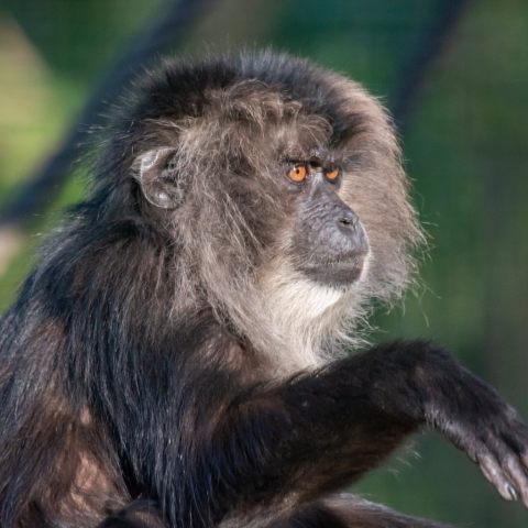 Lion-tailed Macaque